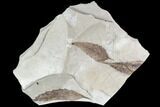 Two Fossil Leaves (Planera and Rhus)- Green River Formation, Utah #110365-1